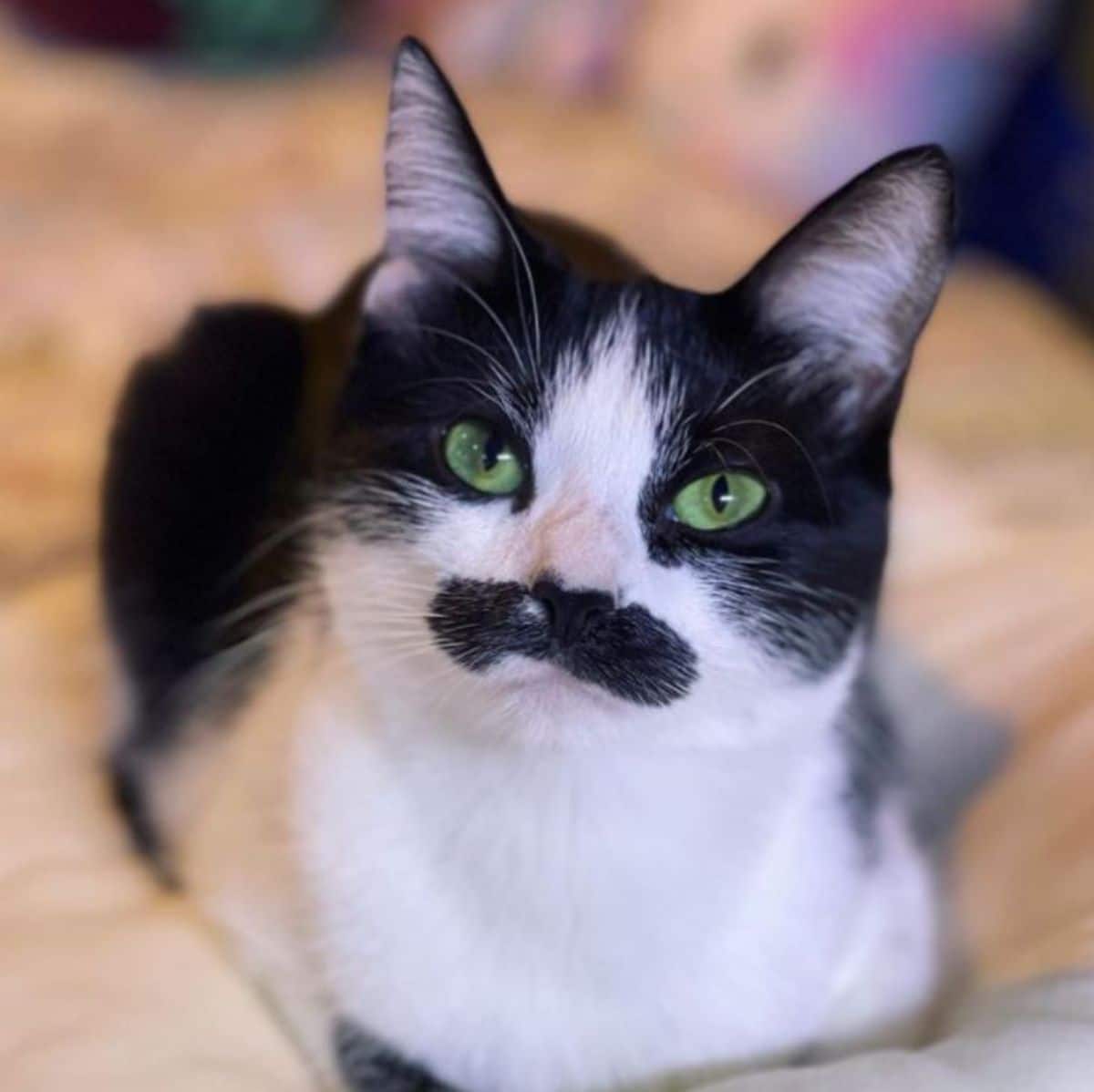 black and white cat with a black moustache sitting like a loaf on a white bed