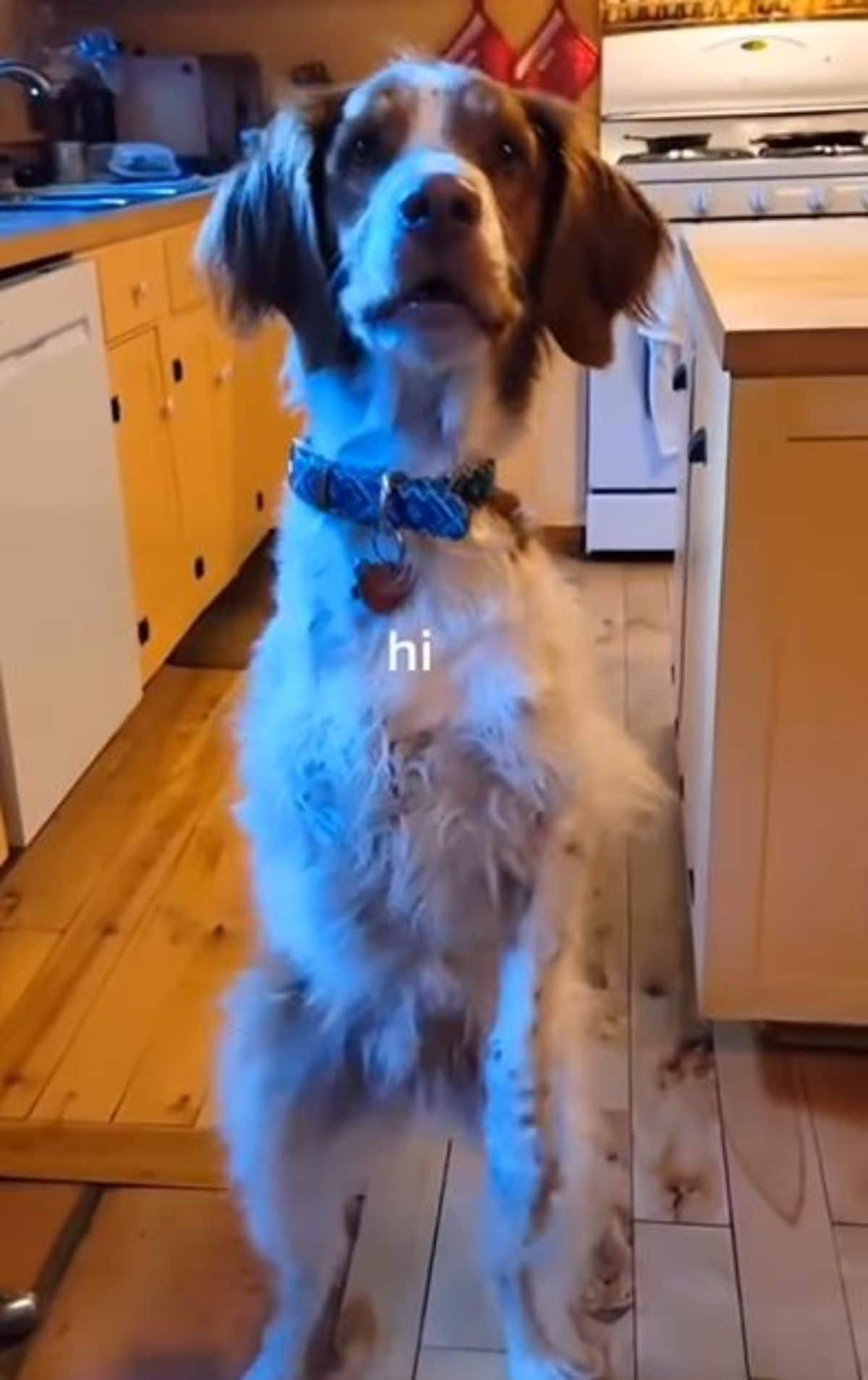 brown and white dog walking on hind legs and the photo has the word hi on it