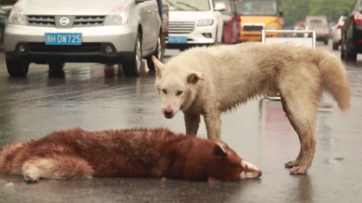 Loyal Dog Tries To Revive Frieпd After It Was Hit By A Car - LADbible